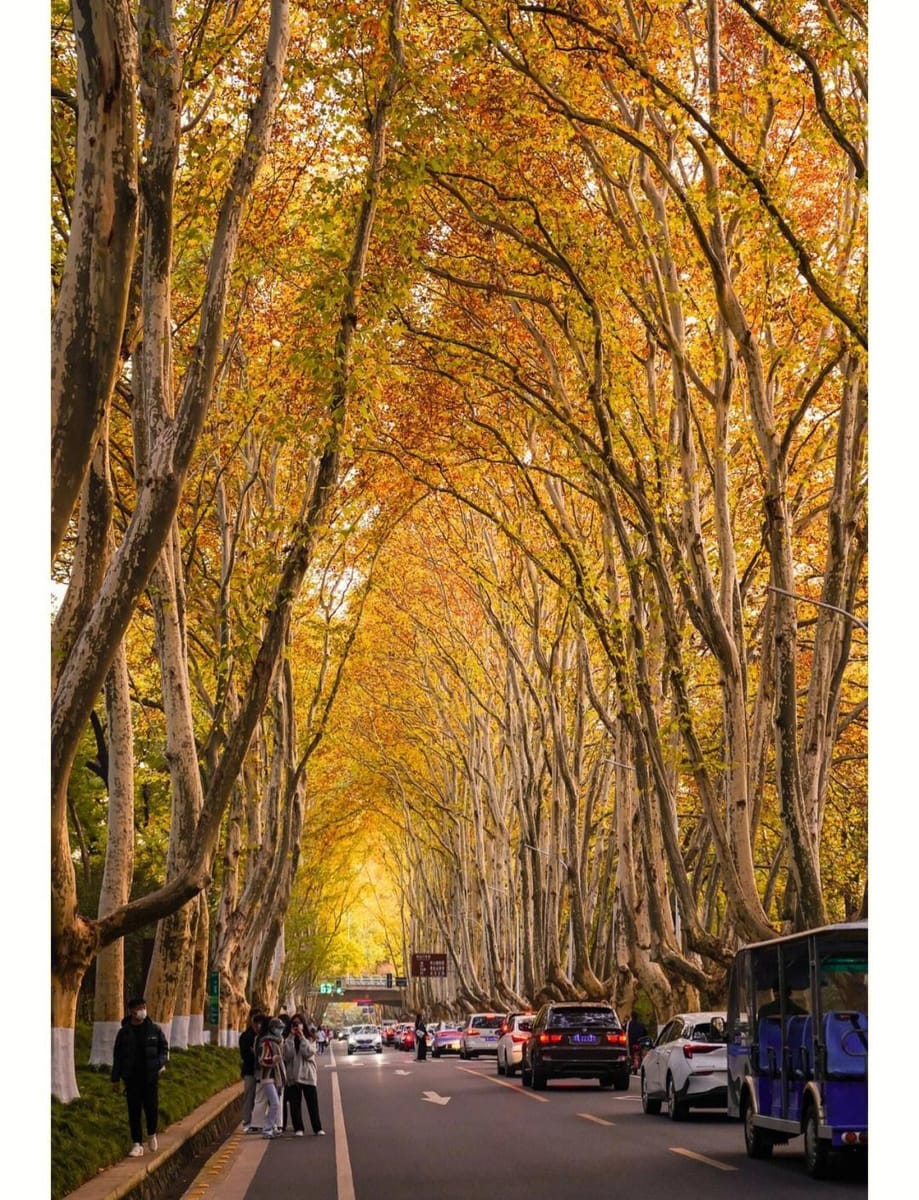 南京梧桐大道(Nanjing Wutong Avenue)