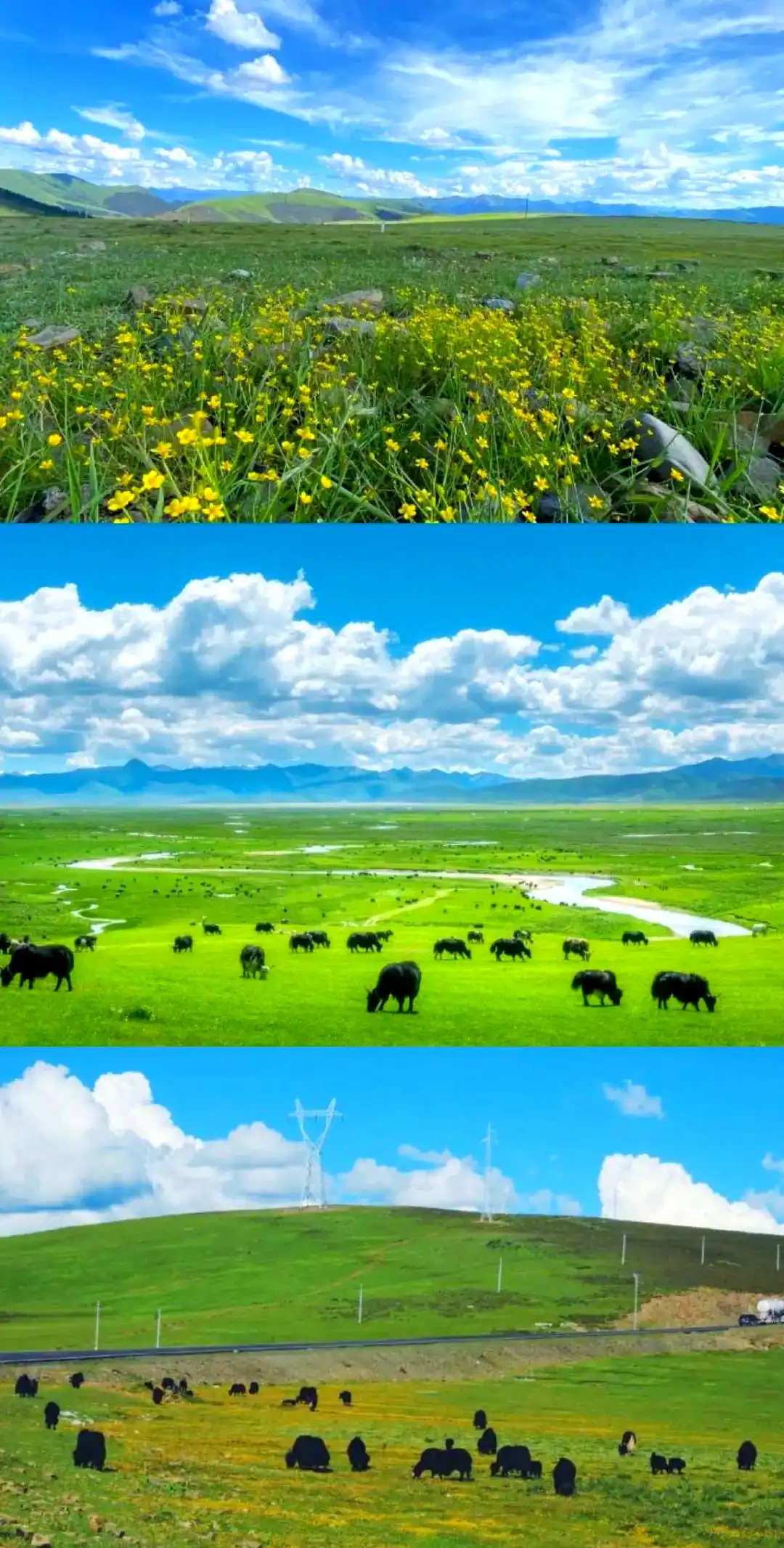 理塘草原(Litang Grassland) 2
