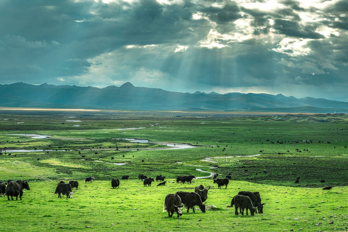 理塘草原(Litang Grassland) 4