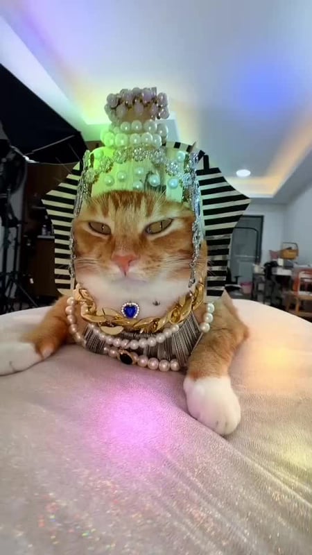 King cat#egyptain #cat #cutcat #funnycat #fyp #bajiecat #orangecat #cats
