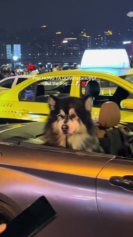 📍Chongqing HONG YA DONG⛩️ #china #chongqing #traveling #hongyadong #dog