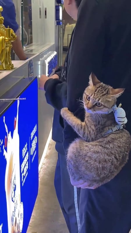 awwwee😻 #cattok #catsoftiktok #cutecat