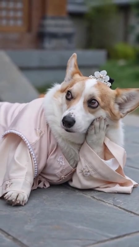 Áo hồng bị tát tội nghiệp 😭😭😭 #xuhuong #viral #ypf #funny