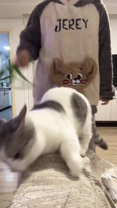 My cat likes to be roughly spanked 😅#cat #catsoftiktok #funnyvideos #catlover #funny