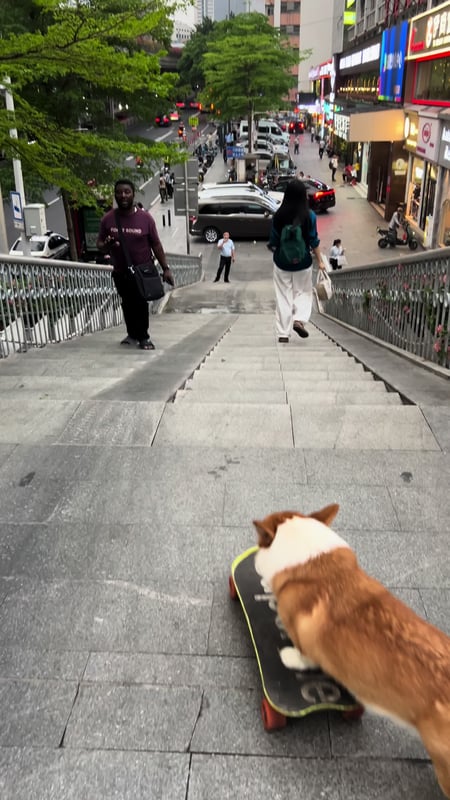 🙈🙈🙈How is this parking job😁#corgi #cute #dogskatebord #cool #pet #