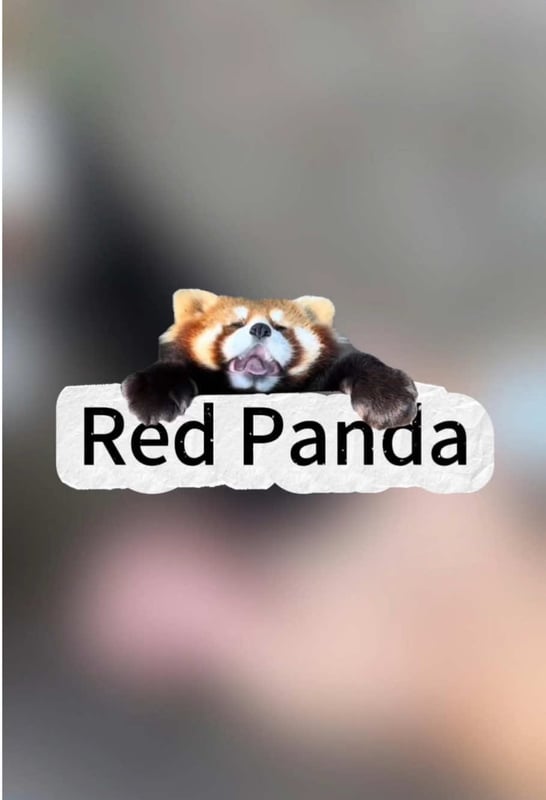 Cuuuute Red Panda!!!#redpanda #zooanimal #cuteanimals #fyp #adorable