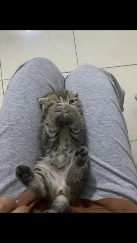 Vô tình tạo trend hẹ hẹ #xuhuong #fyp #meow #cat #viral